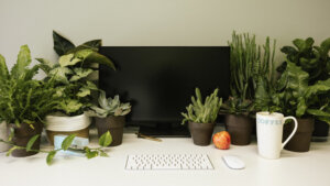 Plants on a desk with a computer