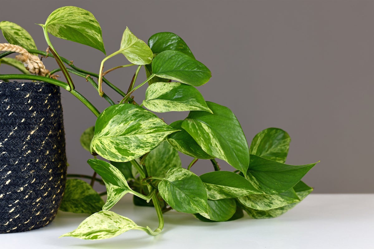 pothos plant on a desk
